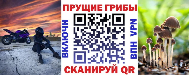 Галлюциногенные грибы Psilocybine cubensis  Борисоглебск 